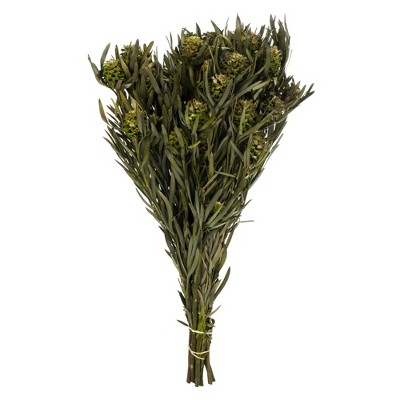 Vickerman 12" Green Salignum, Female, 7 oz Bundle, Preserved