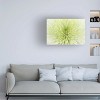 Trademark Fine Art - Cora Niele Lime Light Spider Mum Matted Framed Art - 2 of 4