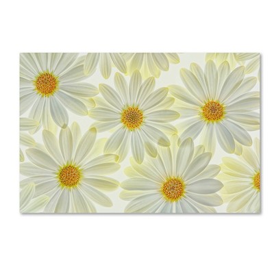 White and Yellow Daisy Flowers Canvas Art 12'' x 19''