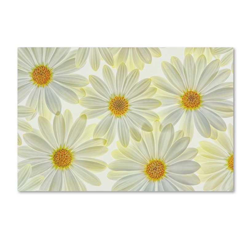 Trademark Fine Art -Cora Niele 'Daisy Flowers' Canvas Art, 2 of 4