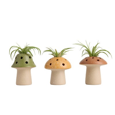 LiveTrends Fairy Ring Live Houseplant