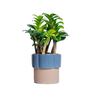 Live 4" Zenzi ZZ Potted Houseplant - 1 of 4