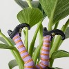 Halloween Hunch Punch Live Houseplant - Good Little Garden™ - 2 of 4