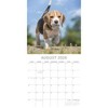 2026 Square Wall Calendar, Beagles, 16-Month Animals Theme, 180 Reminder Stickers (12x12 In) - 3 of 4
