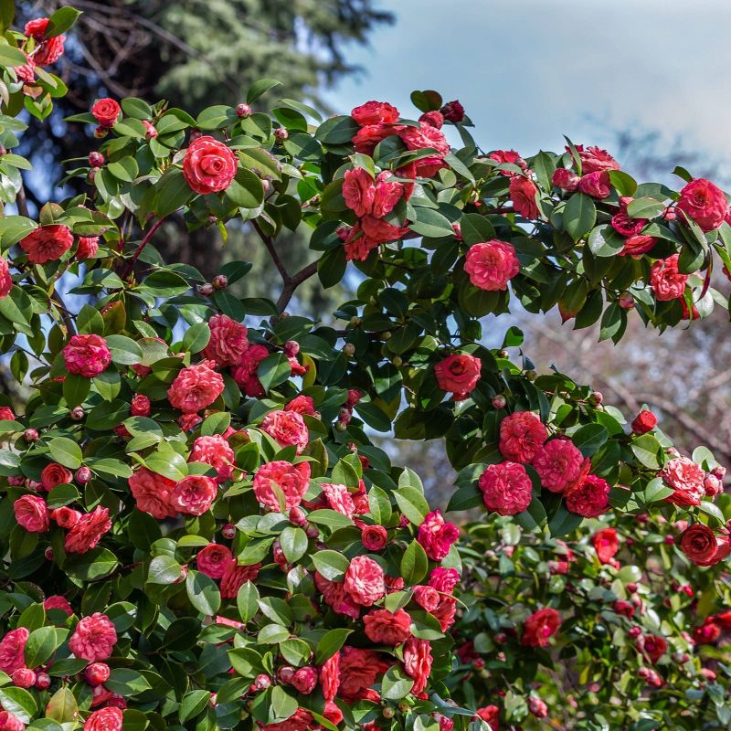 2.5qt Camellia Sasanqua Plant with Red Blooms - National Plant Network, 4 of 5