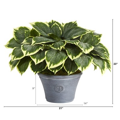Variegated Hosta 23" Artificial Plant in Gray Planter