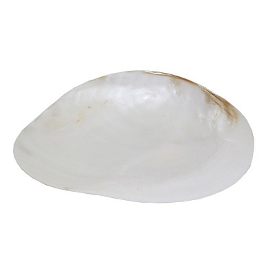 Beachcombers Large Shell Trinket Dish
