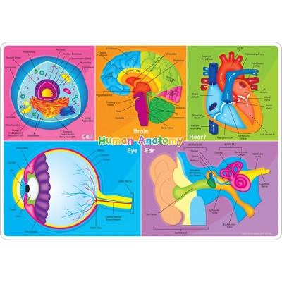 Colorful Double-Sided Human Anatomy Learning Mat for Kids