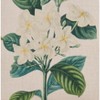 Saro Lifestyle Gardenia Pillow - Poly Filled, 18" Square, Natural - 3 of 3