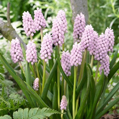 10ct Grape Hyacinths Pink Sunrise Bulbs - Van Zyverden