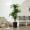 DR.Planzen UV Resistant Artificial 6-7FT Tall Pre Potted Dracaena Tree with White/Brown Tall Square Planter for Indoor Outdoor House Home Decor - 3 of 4
