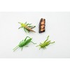 Collectible Wildlife Gifts | Grasshopper, Life Cycle of a  Locust, 3 Stages, Museum Quality, Hand Painted, Rubber Insect, Gift,   3"  CH483 BB150 - 4 of 4