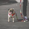 Fresh Pawz TieDye Adjustable Mesh Dog Harness - S - 3 of 3