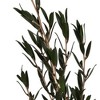 Vickerman 25-36" Green Lepto Longifolia. 6-7 oz Bundle. Preserved - 2 of 4