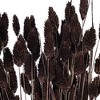 Vickerman 26" Dried Phalaris Bunch, 7 oz - 2 of 3