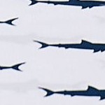 sharks