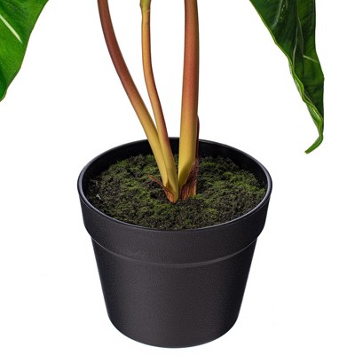 Vickerman Artificial Alocasia Zebrina Potted Plant - Thumbnail 4