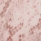 snakeskin (sports print 2)