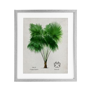Stupell Industries Vintage Fan Palm Plant Framed Print Under Glass - 1 of 4
