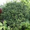 National Plant Network Live Outdoor Soft Touch Holly Plant - 1ct 1gal - 2 of 4