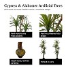 Cypress & Alabaster | Yucca In Growers Pot - 3 of 4