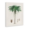 Stupell Industries Vintage Palm Tree Study Canvas Art - 2 of 4