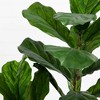 Nearly Natural 5.5-ft Fiddle Leaf Artificial Tree in White Metal Planter UV Resistant (Indoor/Outdoor) - 3 of 4