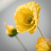 Sullivans Artificial Poppy Stem 6"L - 2 of 2