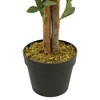 Northlight 40" Green and Brown Artificial Olive Tree with Foliage In a Black Pot - 4 of 4