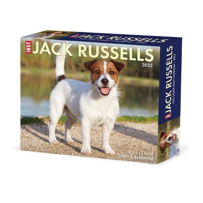 2022 Box Calendar Just Jack Russells - Willow Creek Press