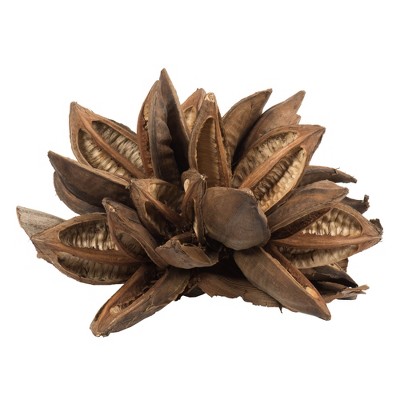 Vickerman 6" Star Pod, Dried