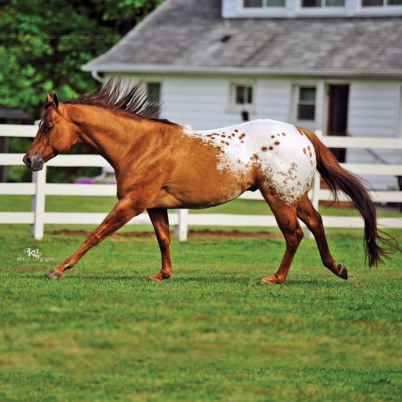 Breyer Animal Creations Breyer Traditional 1:9 Scale Model Horse | Chocolatey Champion Appaloosa, 3 of 4