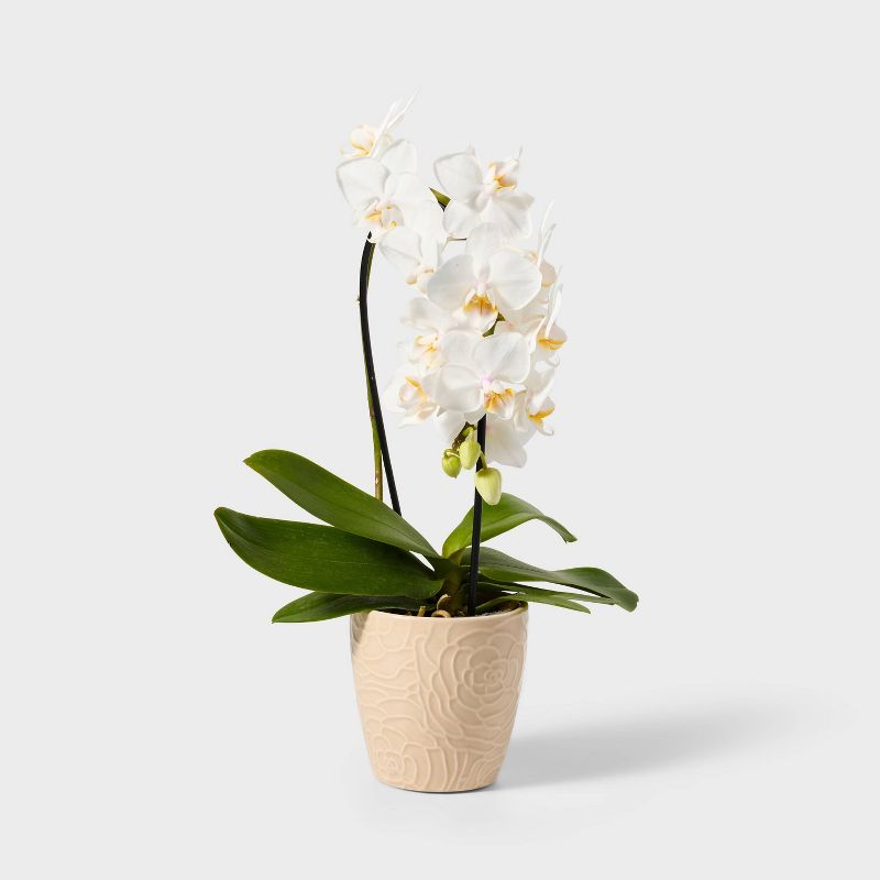 Live 3&#34; White Waterfall Orchid Houseplant - Spritz&#8482;, 1 of 5