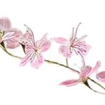 120cm weeping jasmine tree with white explosion-proof pot