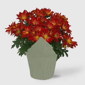 Live 6" Potted Pelee Mum Plant - Spritz™ - 1 of 4