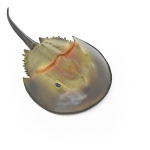 Collectible Wildlife Gifts | Horseshoe Crab Toy, Arthropods, Ocean, Museum Quality Rubber Figure, Model, Animal, Hand Painted,  6. 5"   CH102 BB88 - 1 of 4
