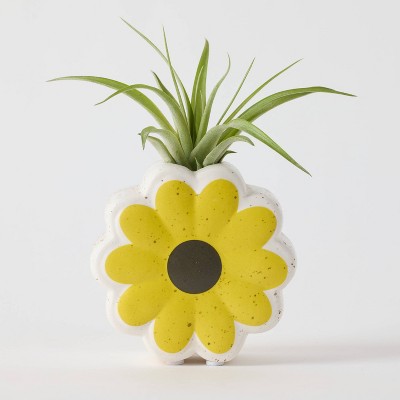 Live Houseplant with Florets Pot Yellow - Good Little Garden™
