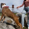 Country Brook Petz HossFit Jr Wide Martingale Dog Collar - Country and Western Collection - 3 of 4