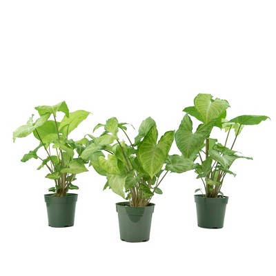 3pc Syngonium White Butterfly - National Plant Network