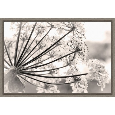 Amanti Art Floral Cow Parsnip by Jaynes Gallery Danita Delimont Canvas Wall Art Print Framed 23 x 16-in.