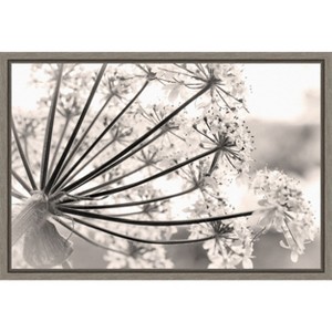 Amanti Art Floral Cow Parsnip by Jaynes Gallery Danita Delimont Canvas Wall Art Print Framed 23 x 16-in. - 1 of 4