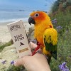 Hemp Well Bird Hemp Seed Oil for Bird Health - 2 oz. - 3 of 4