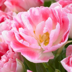 Van Zyverden 5ct Bulbs Tulips Angelique - 1 of 4
