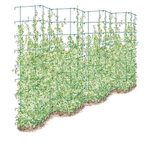 Tall Expandable Pea Trellis - 1 of 4