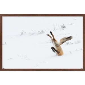 Trends International The Comedy Wildlife Photography Awards: Angela Bohlke - Diving Fox Framed Wall Poster Prints - 1 of 4