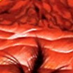 palm tree island red