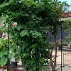 NAYSAYE Planter Set of 2 Metal Garden Trellis Heavy Duty Build Easy Assembly for Indoor and Outdoor Garden, Black, 40.94"*20"*71" - 2 of 4