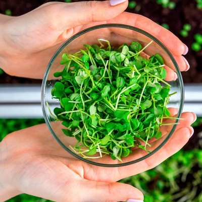 Back to the Roots Organic Microgreen Seeds Refill Value Pack