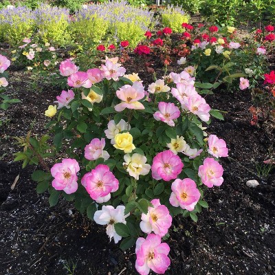 Van Zyverden Bloomin' Easy Rosa Peach Lemonade 4" Potted Rocketliners Rose in Nursery Pot