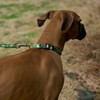 Country Brook Petz Deluxe Dog Collar - Critter Corner Collection - Made In The U.S.A. - 2 of 4